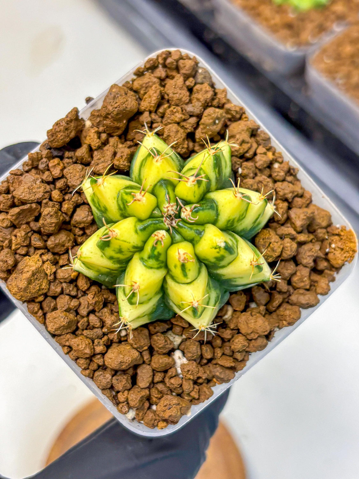 Gymnocalycium Kira (gy22) (11) | Special Hybrid cactus