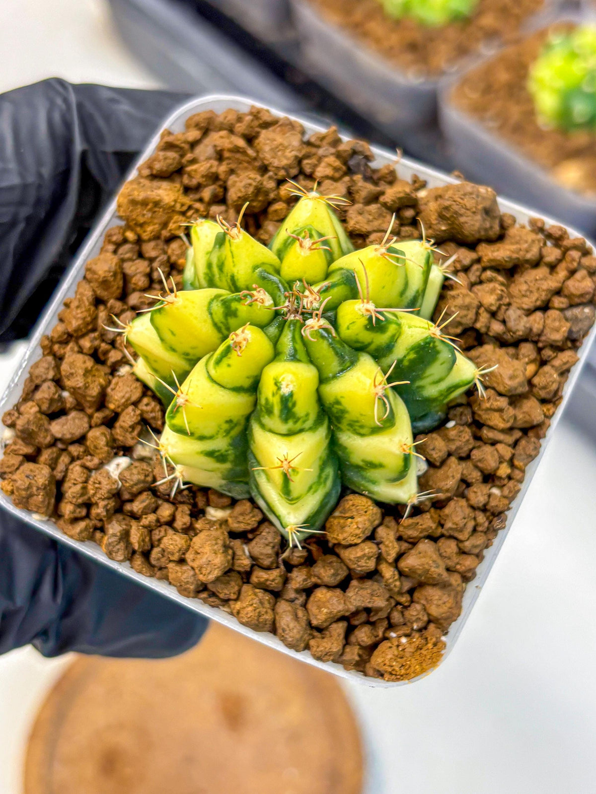 Gymnocalycium Kira (gy22) (11) | Special Hybrid cactus