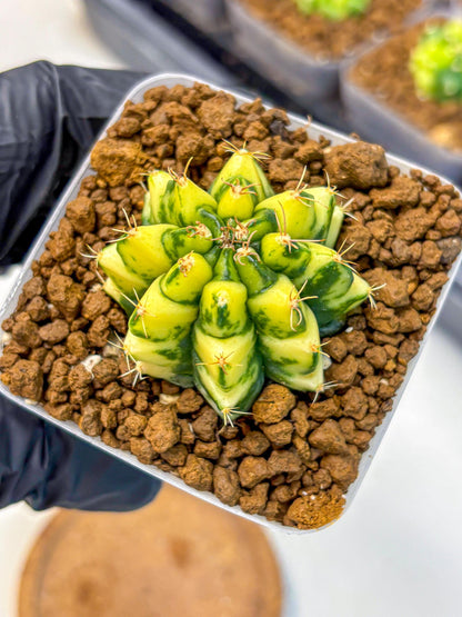 Gymnocalycium Kira (gy22) (11) | Special Hybrid cactus