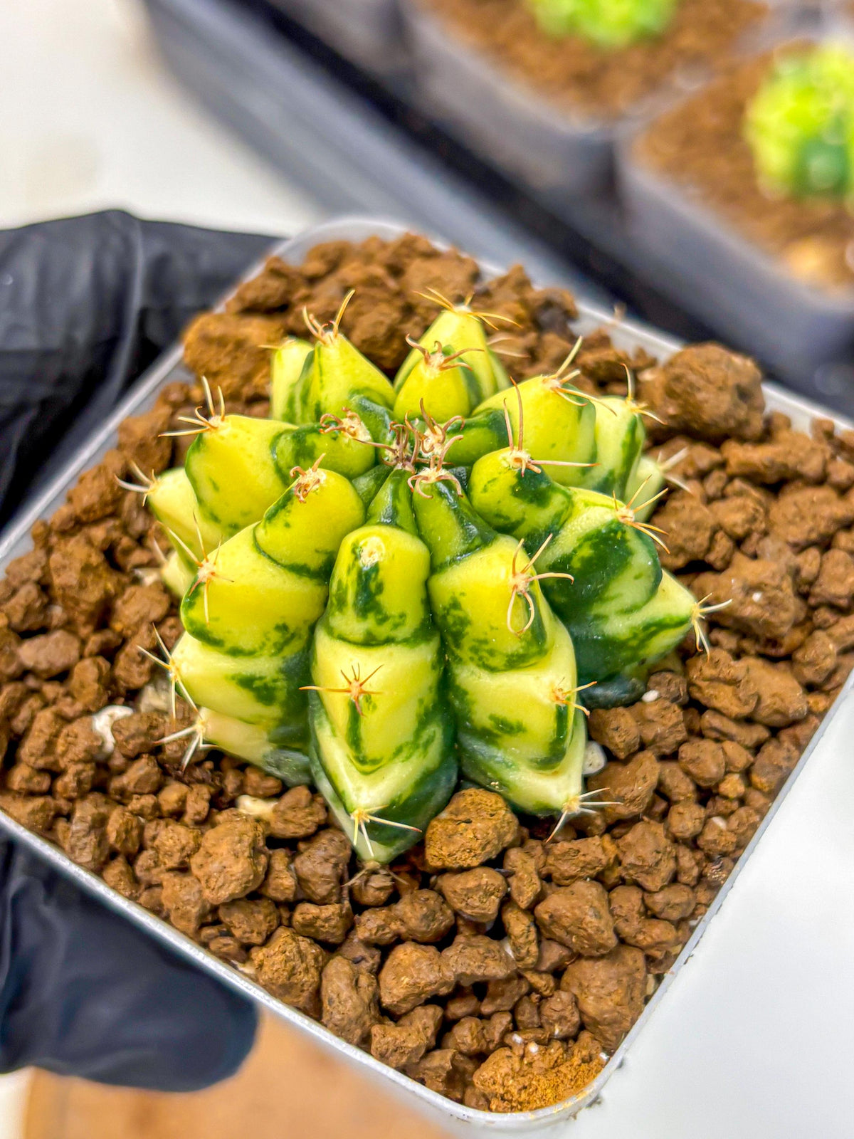 Gymnocalycium Kira (gy22) (11) | Special Hybrid cactus