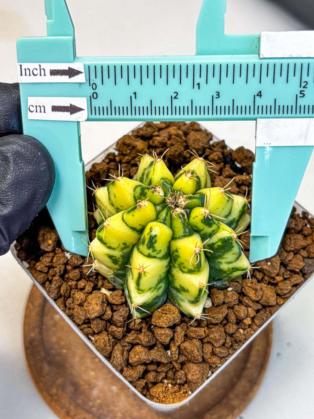 Gymnocalycium Kira (gy22) (11) | Special Hybrid cactus