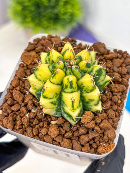 Gymnocalycium Kira (gy22) (11) | Special Hybrid cactus