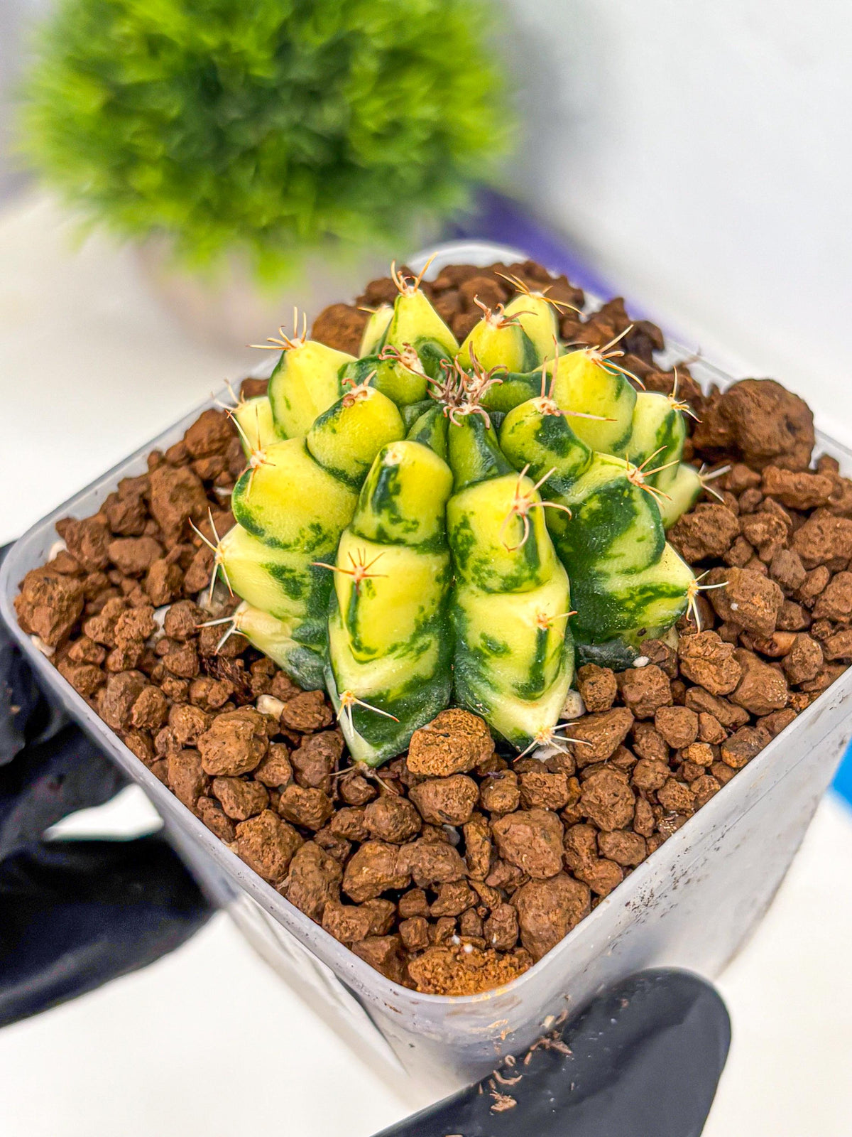 Gymnocalycium Kira (gy22) (11) | Special Hybrid cactus