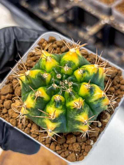 Gymnocalycium Delta (gy22) (13) | Hybrid Plants