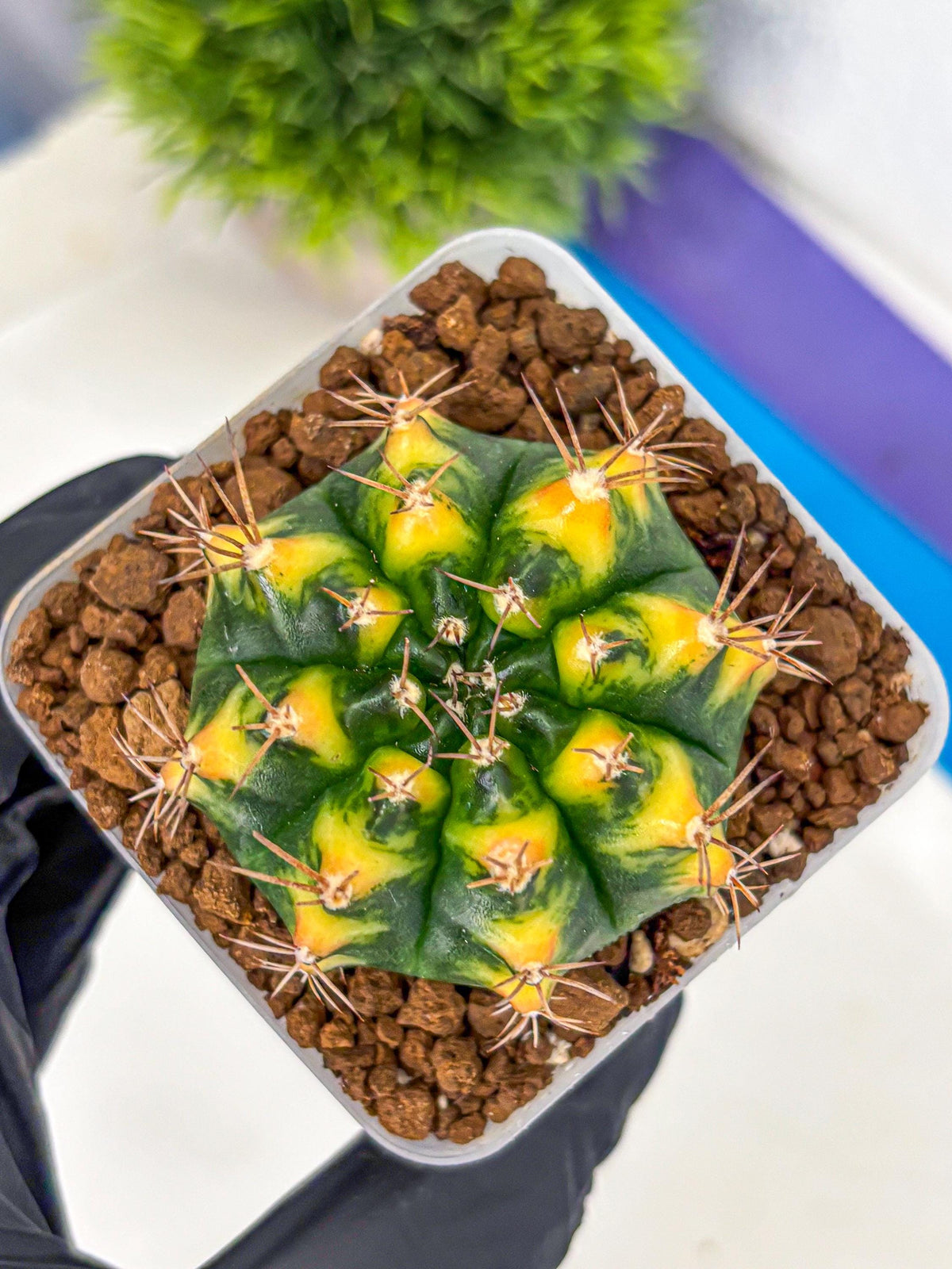 Gymnocalycium Delta (gy22) (13) | Hybrid Plants