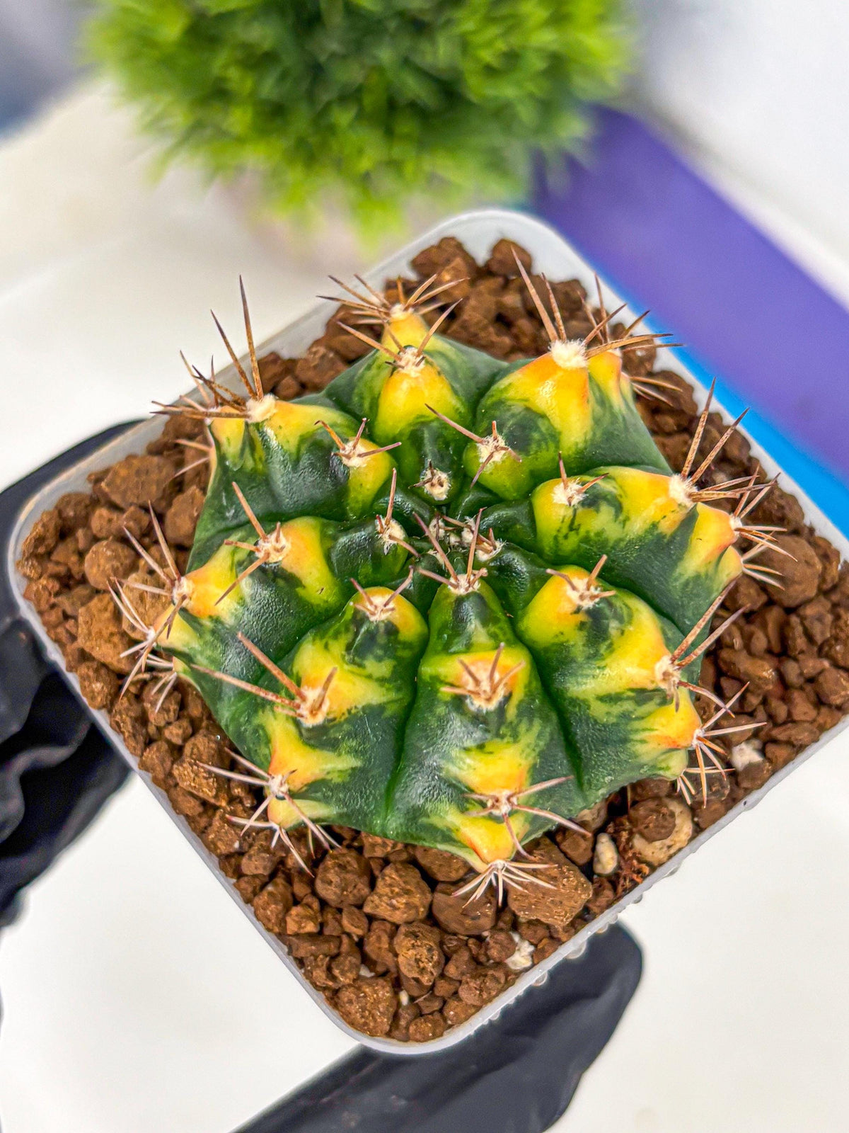 Gymnocalycium Delta (gy22) (13) | Hybrid Plants