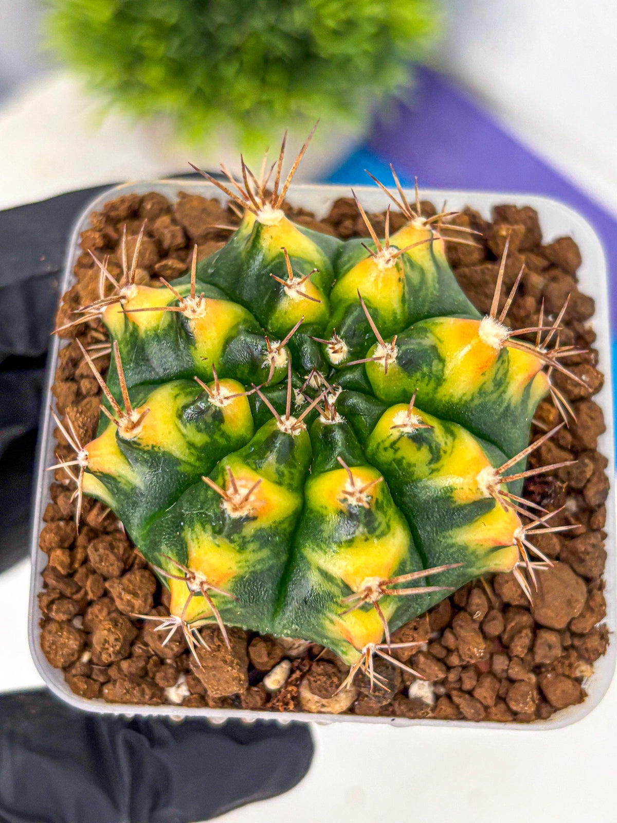 Gymnocalycium Delta (gy22) (13) | Hybrid Plants
