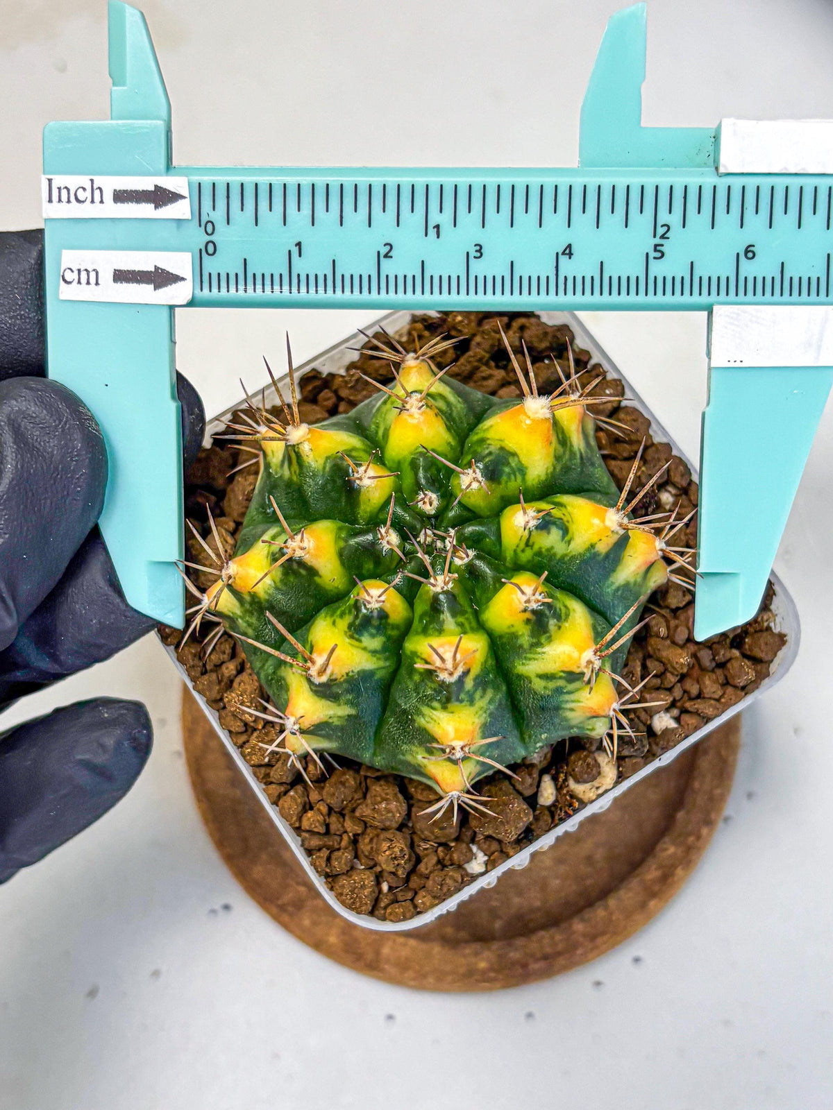 Gymnocalycium Delta (gy22) (13) | Hybrid Plants