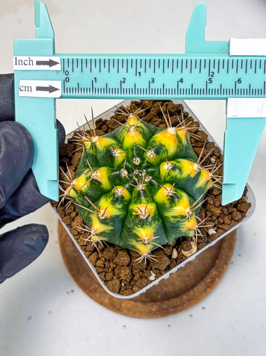 Gymnocalycium Delta (gy22) (13) | Hybrid Plants