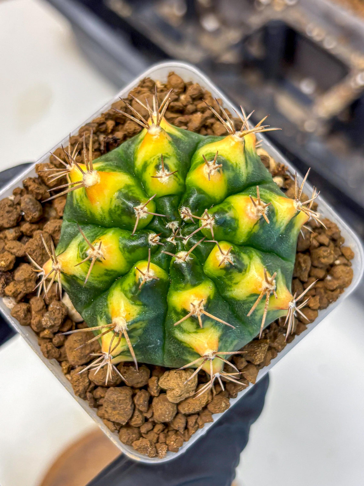 Gymnocalycium Delta (gy22) (13) | Hybrid Plants