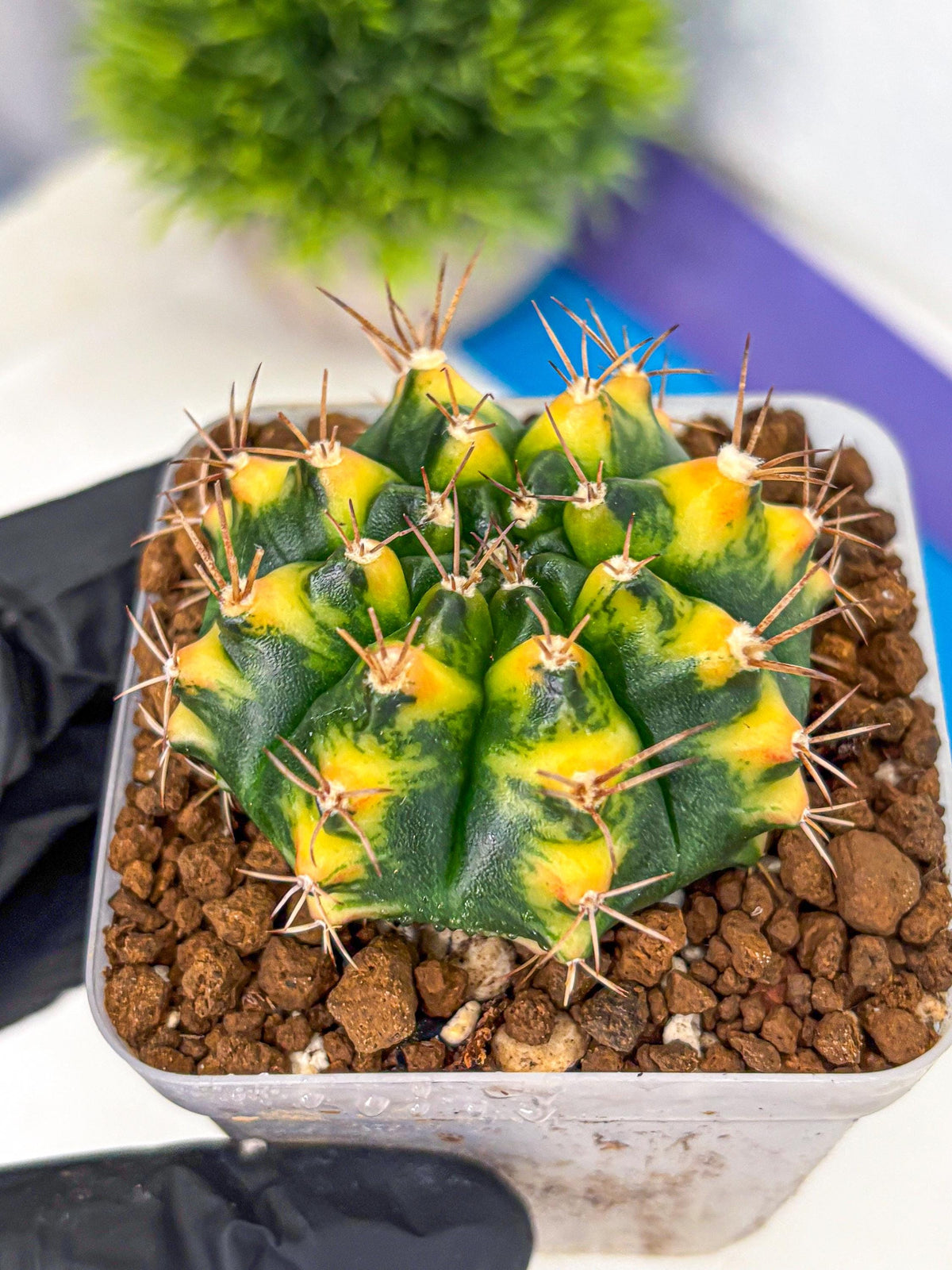 Gymnocalycium Delta (gy22) (13) | Hybrid Plants
