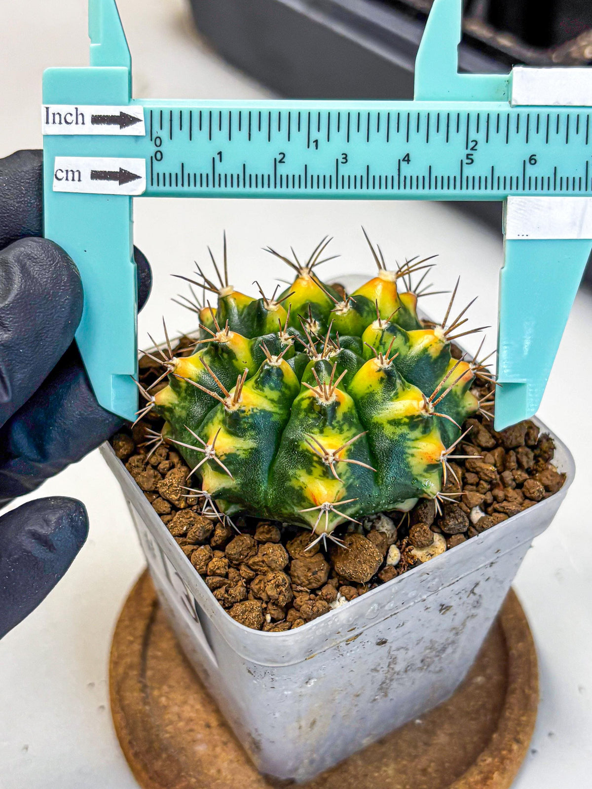 Gymnocalycium Delta (gy22) (13) | Hybrid Plants