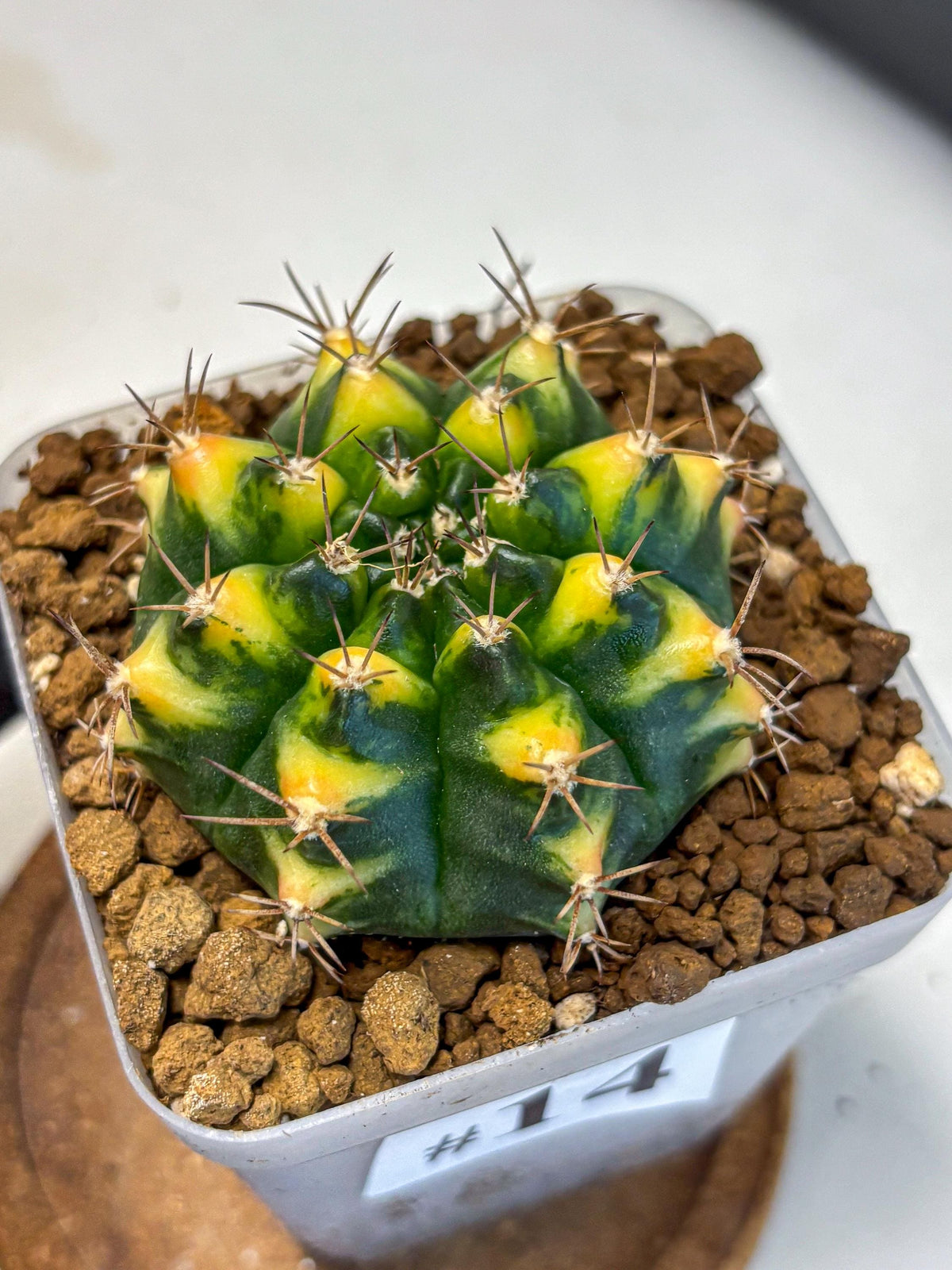 Gymnocalycium Delta (gy22) (14) | Hybrid Plants