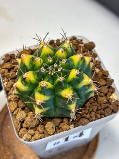 Gymnocalycium Delta (gy22) (14) | Hybrid Plants