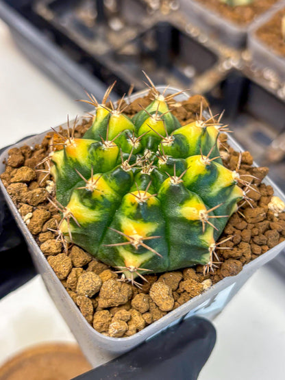 Gymnocalycium Delta (gy22) (14) | Hybrid Plants