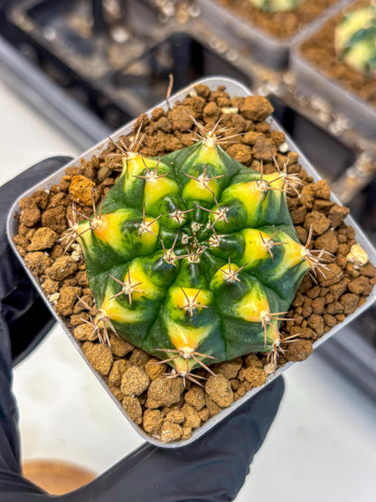 Gymnocalycium Delta (gy22) (14) | Hybrid Plants