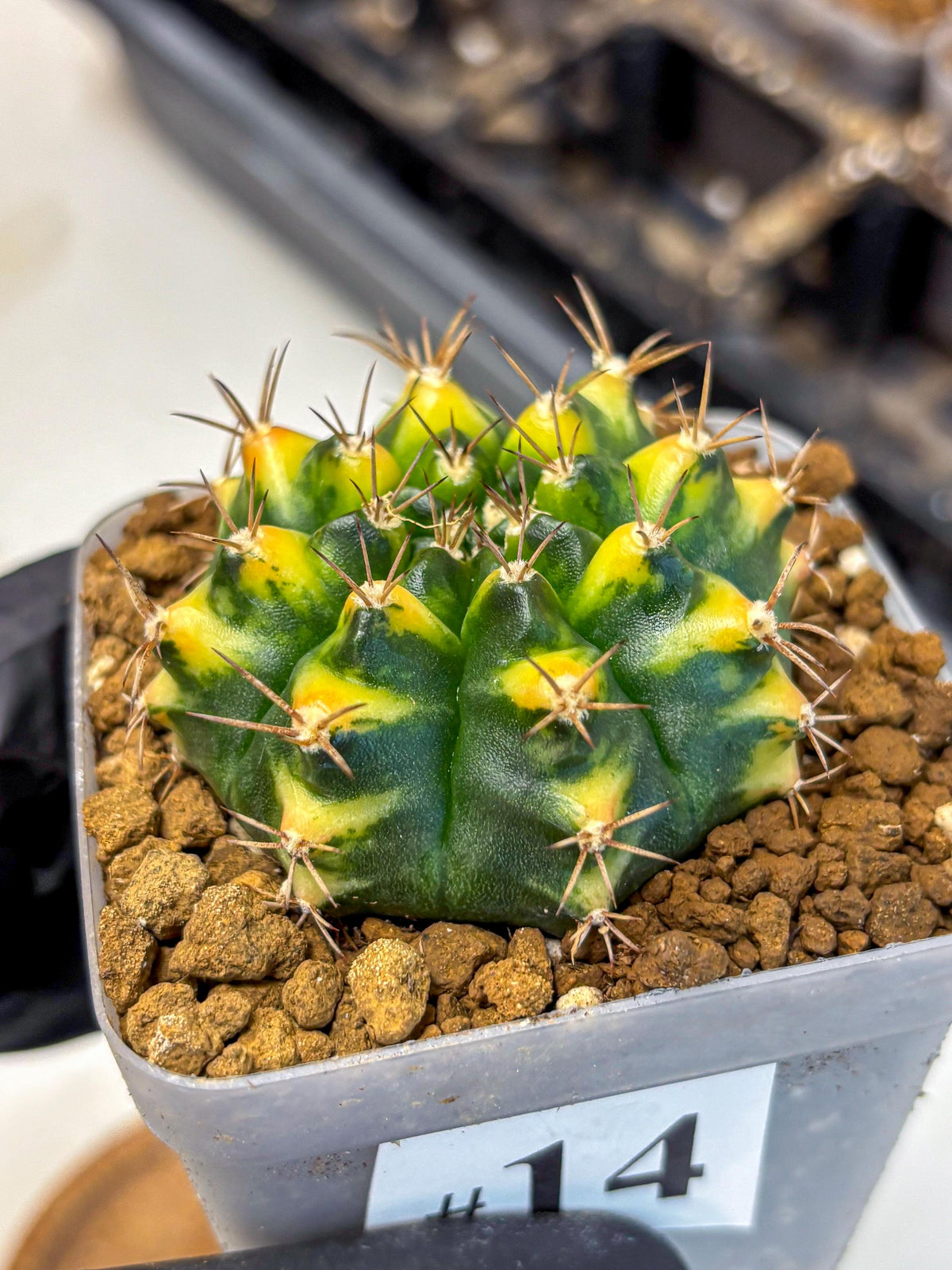 Gymnocalycium Delta (gy22) (14) | Hybrid Plants