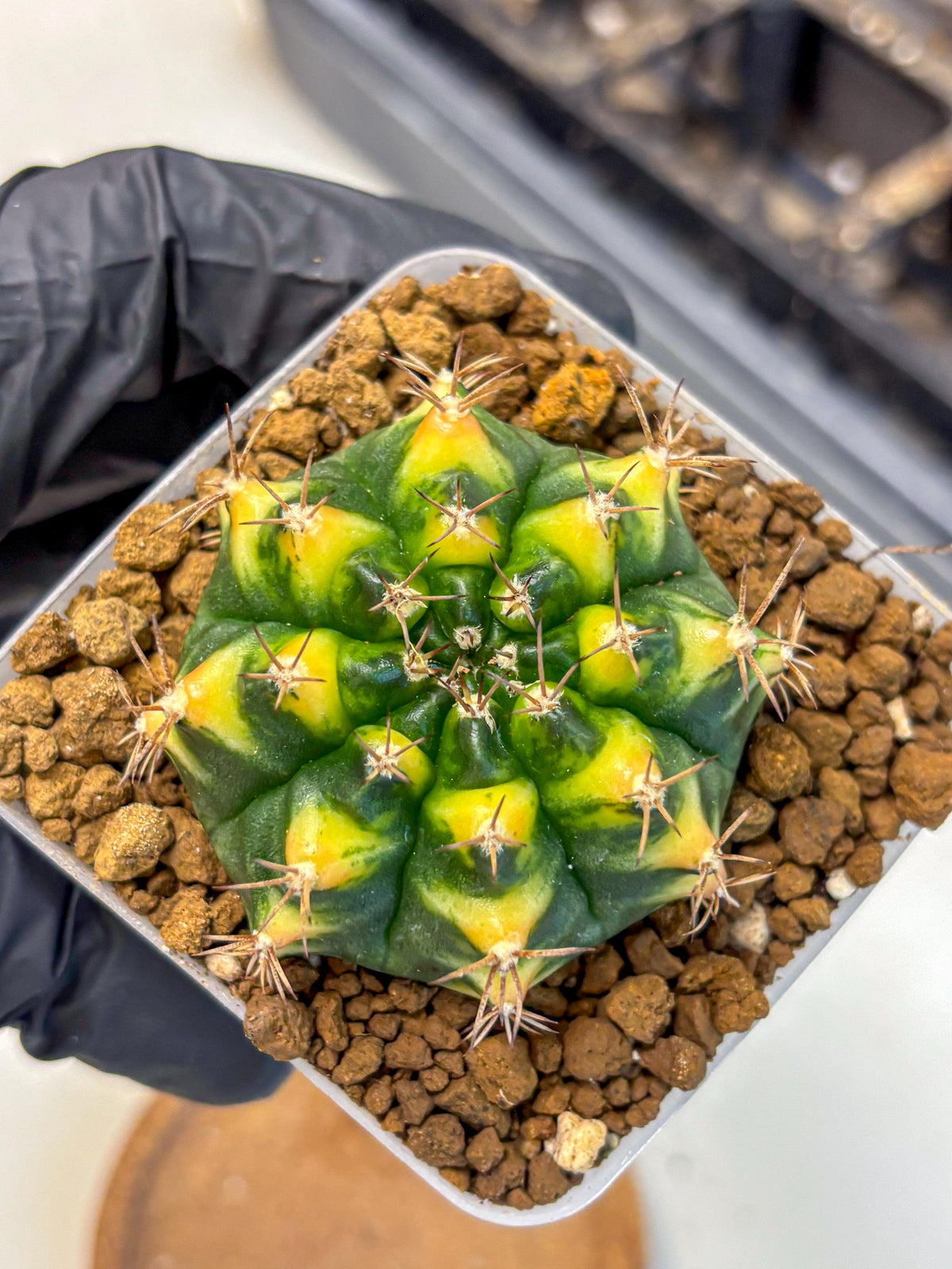 Gymnocalycium Delta (gy22) (14) | Hybrid Plants