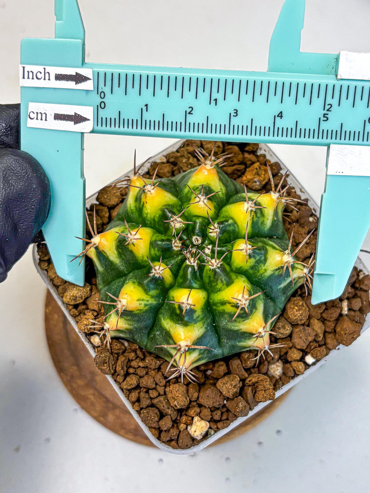Gymnocalycium Delta (gy22) (14) | Hybrid Plants