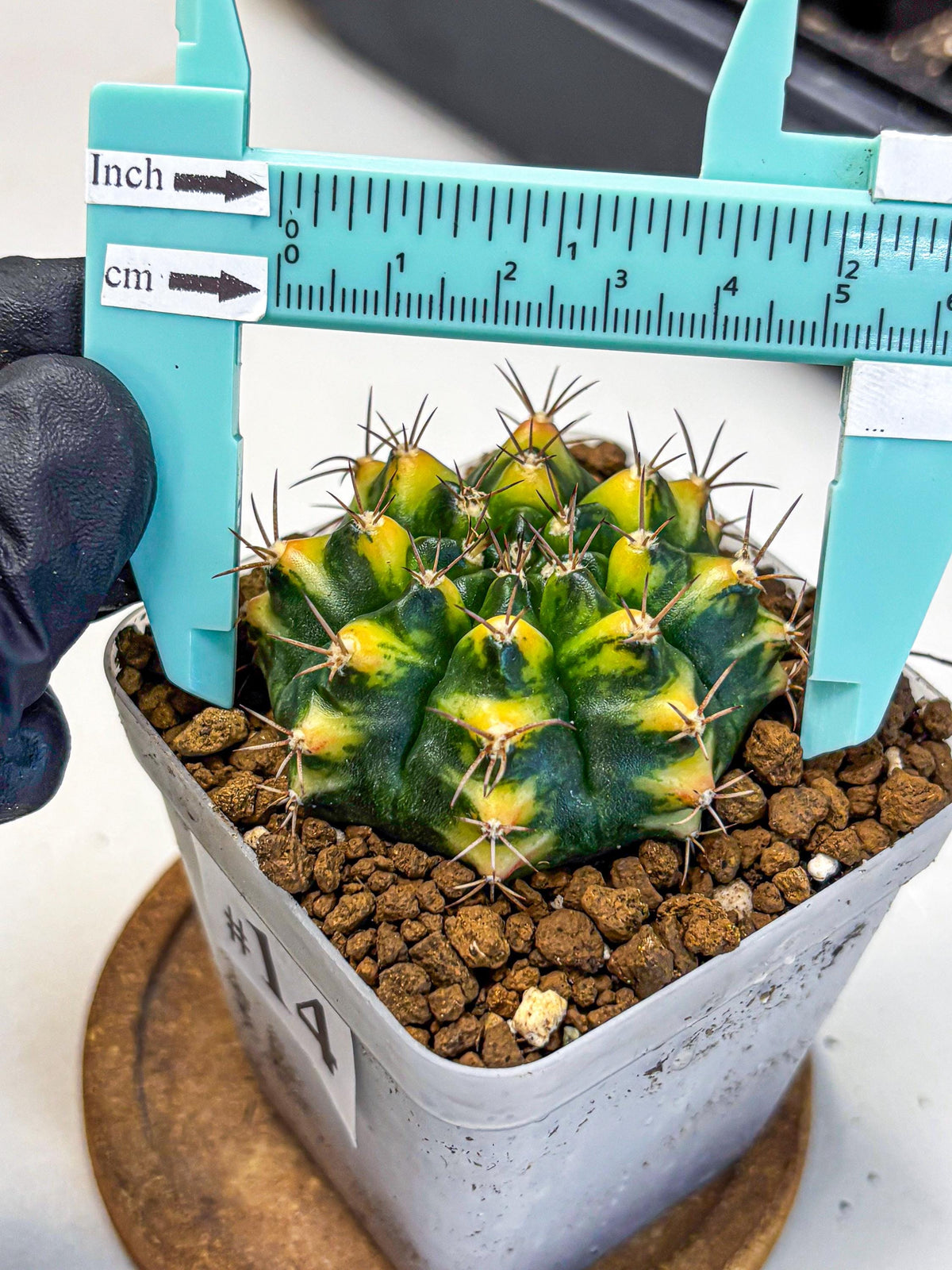 Gymnocalycium Delta (gy22) (14) | Hybrid Plants