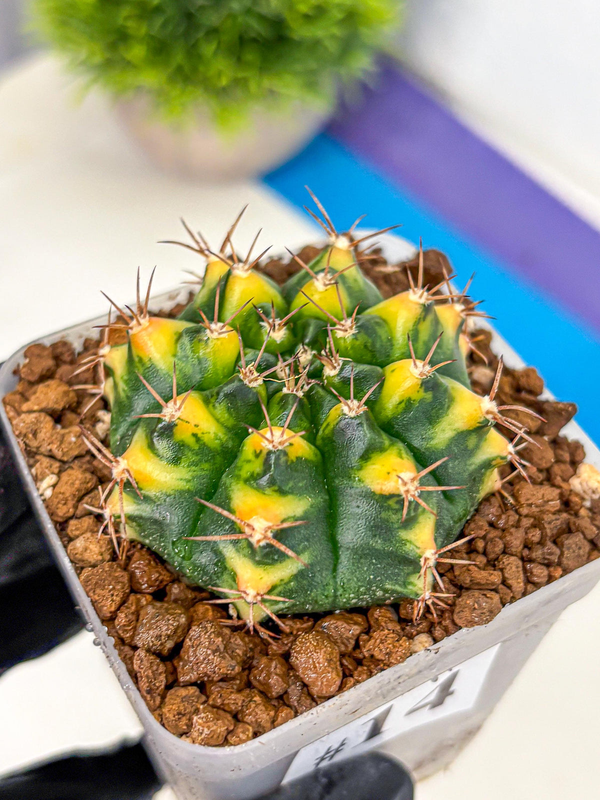 Gymnocalycium Delta (gy22) (14) | Hybrid Plants