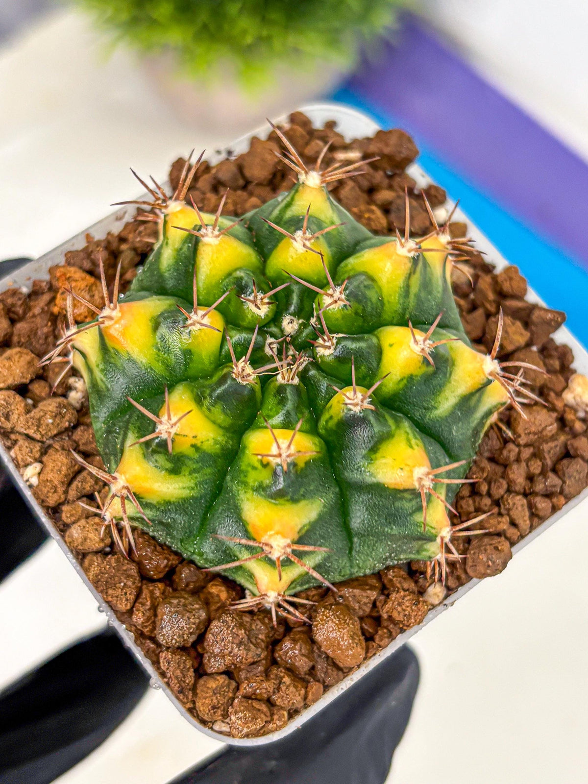 Gymnocalycium Delta (gy22) (14) | Hybrid Plants