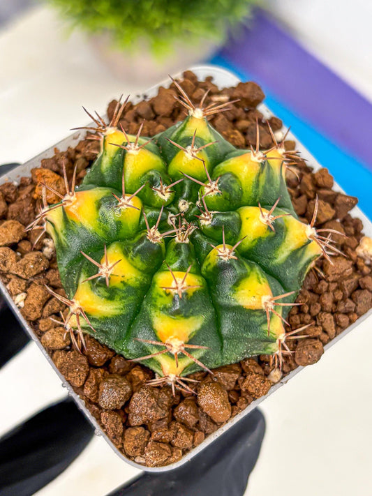 Gymnocalycium Delta (gy22) (14) | Hybrid Plants