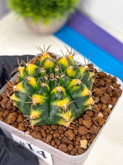 Gymnocalycium Delta (gy22) (14) | Hybrid Plants