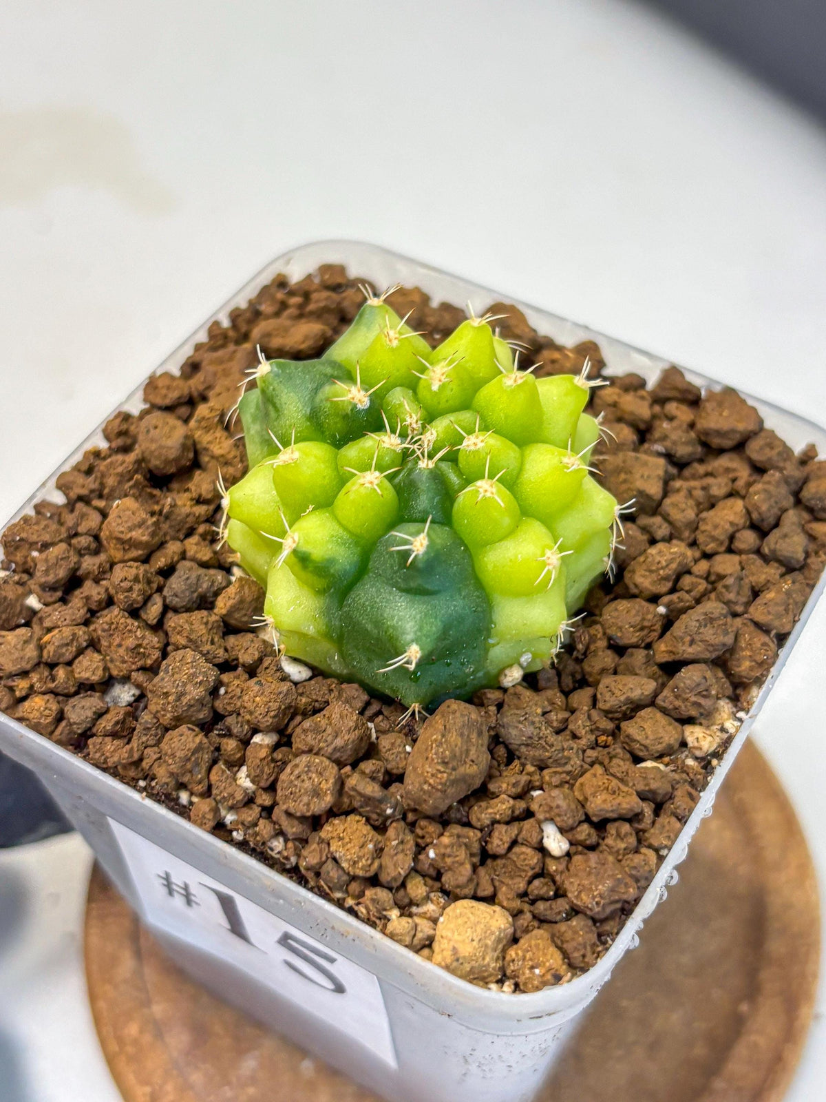 Gymnocalycium Two Tone (gy22) (15) | Hybrid Plants