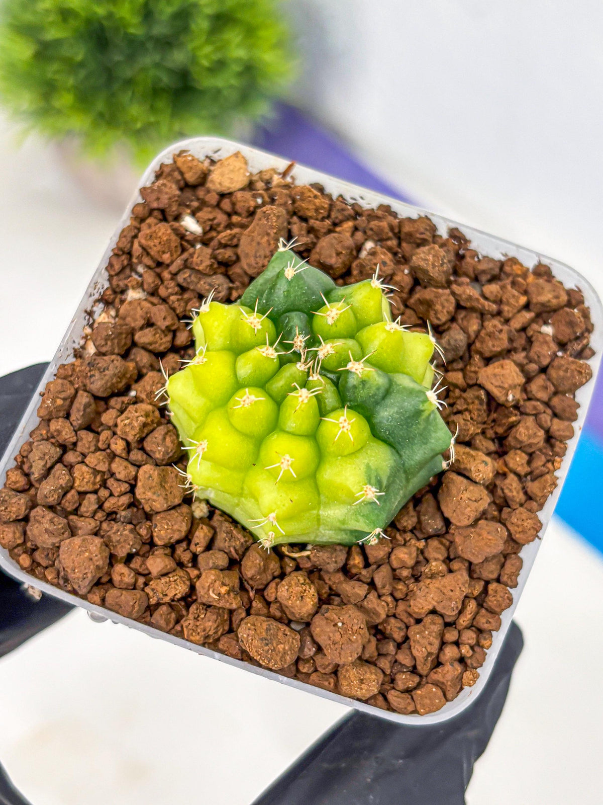 Gymnocalycium Two Tone (gy22) (15) | Hybrid Plants