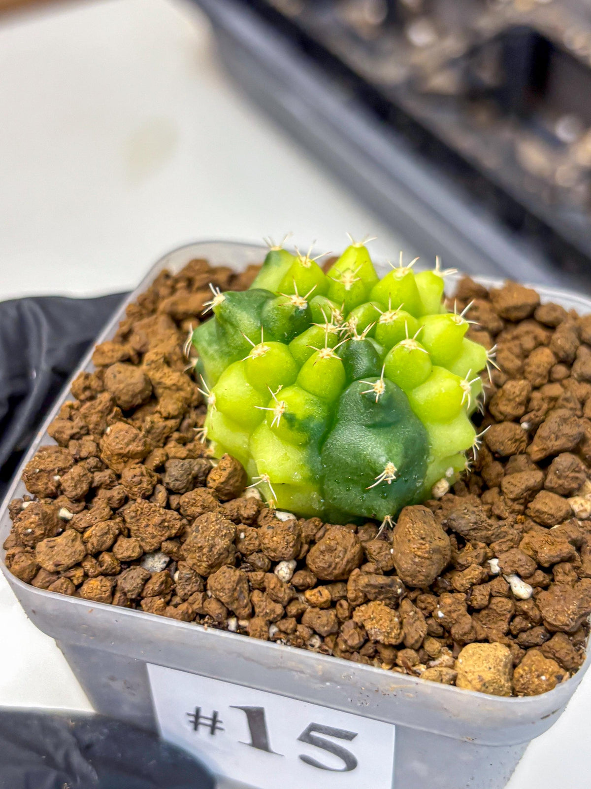 Gymnocalycium Two Tone (gy22) (15) | Hybrid Plants