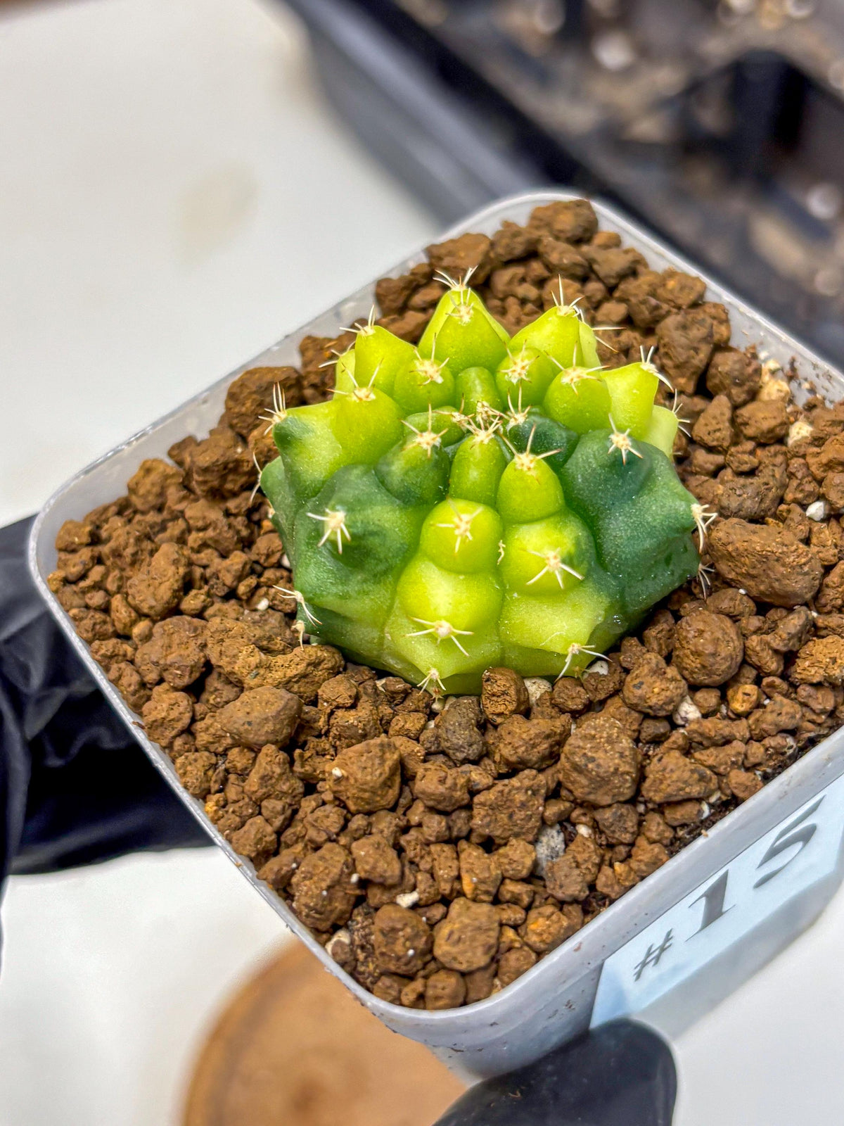 Gymnocalycium Two Tone (gy22) (15) | Hybrid Plants