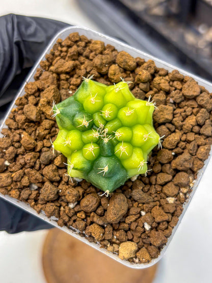 Gymnocalycium Two Tone (gy22) (15) | Hybrid Plants