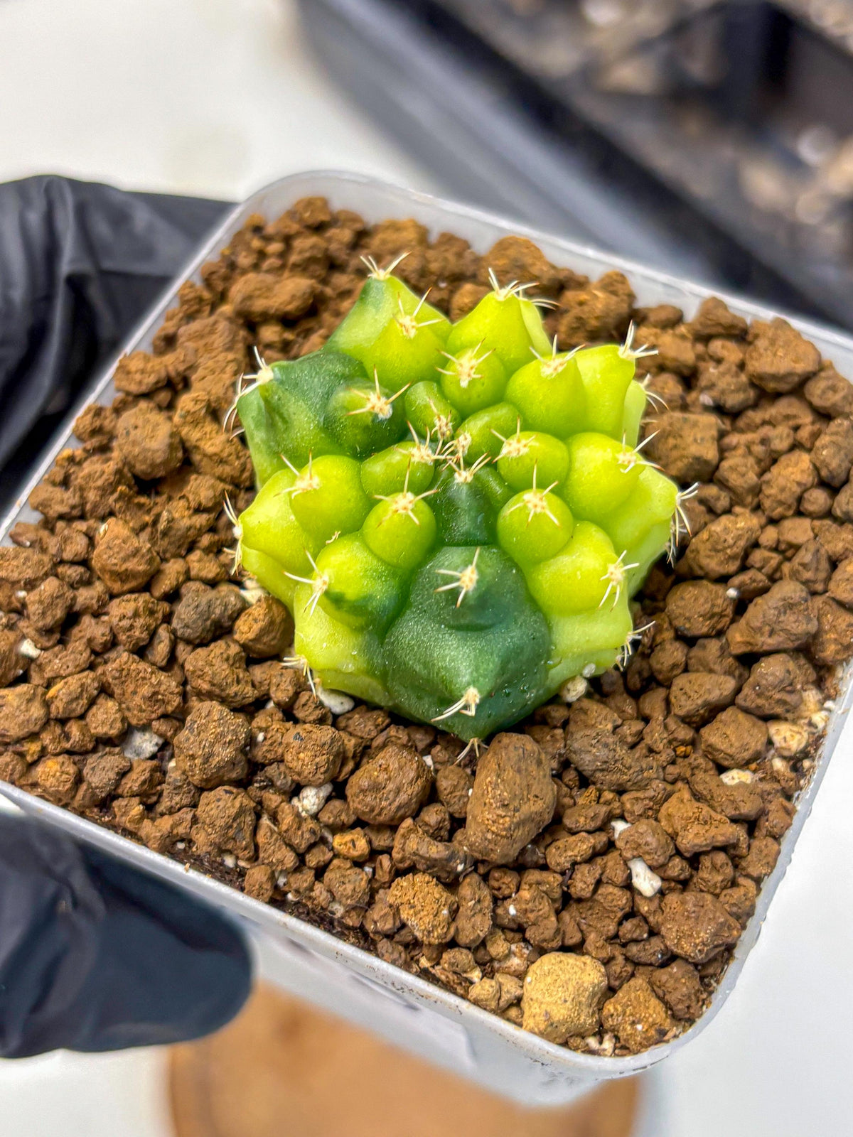 Gymnocalycium Two Tone (gy22) (15) | Hybrid Plants