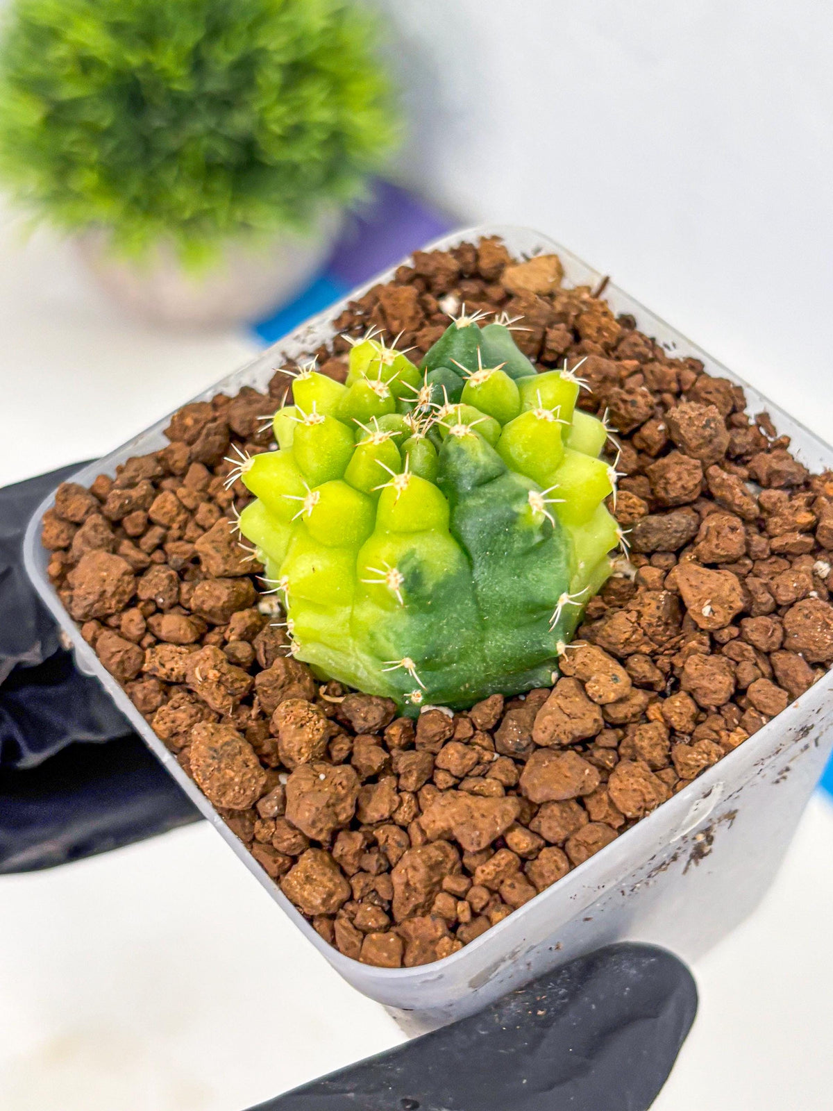 Gymnocalycium Two Tone (gy22) (15) | Hybrid Plants
