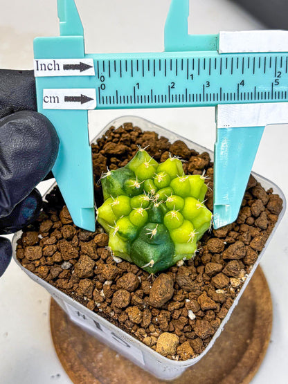 Gymnocalycium Two Tone (gy22) (15) | Hybrid Plants