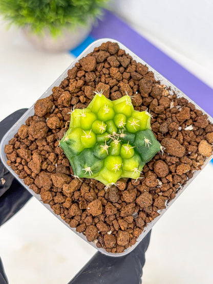 Gymnocalycium Two Tone (gy22) (15) | Hybrid Plants