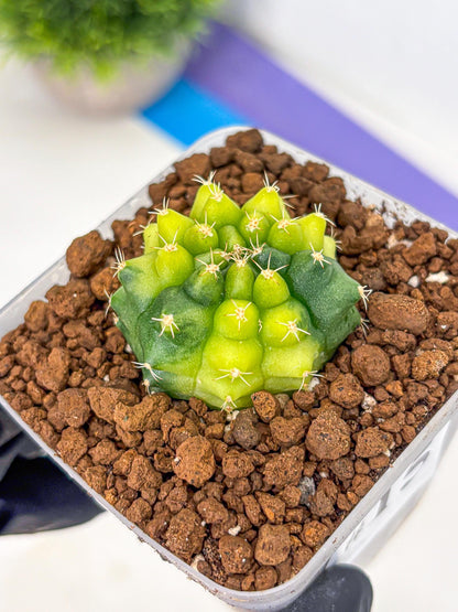 Gymnocalycium Two Tone (gy22) (15) | Hybrid Plants
