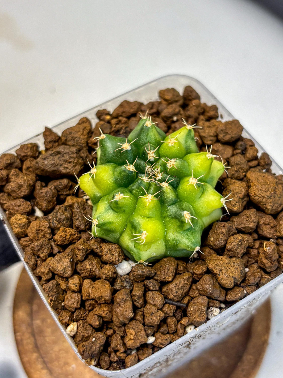 Gymnocalycium Two Tone (gy22) (16) | Hybrid Plants