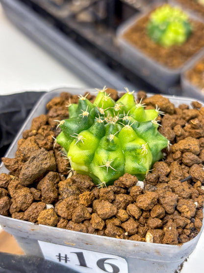Gymnocalycium Two Tone (gy22) (16) | Hybrid Plants