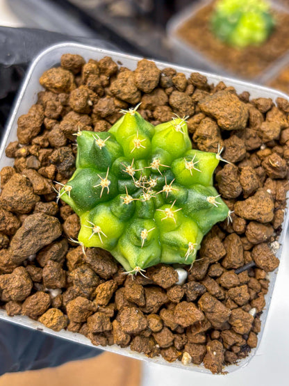 Gymnocalycium Two Tone (gy22) (16) | Hybrid Plants