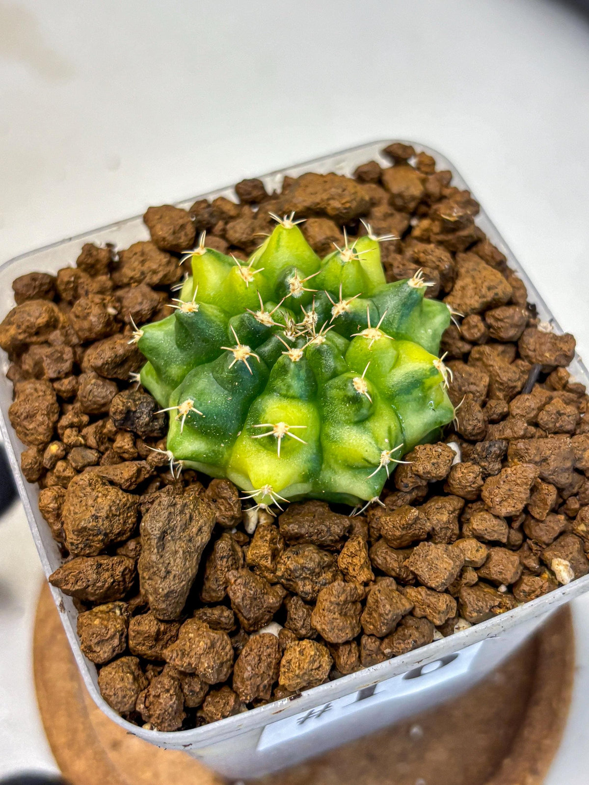 Gymnocalycium Two Tone (gy22) (16) | Hybrid Plants