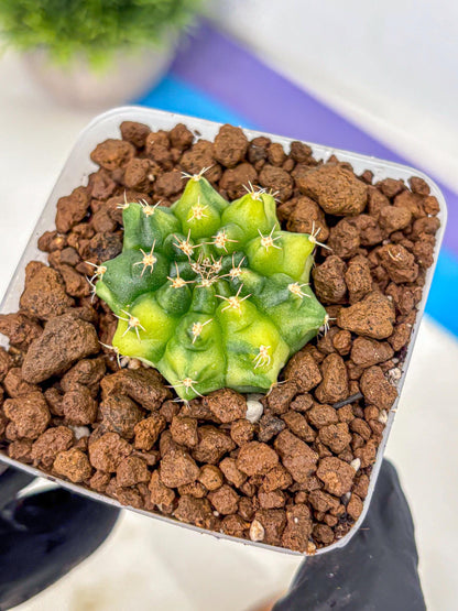 Gymnocalycium Two Tone (gy22) (16) | Hybrid Plants