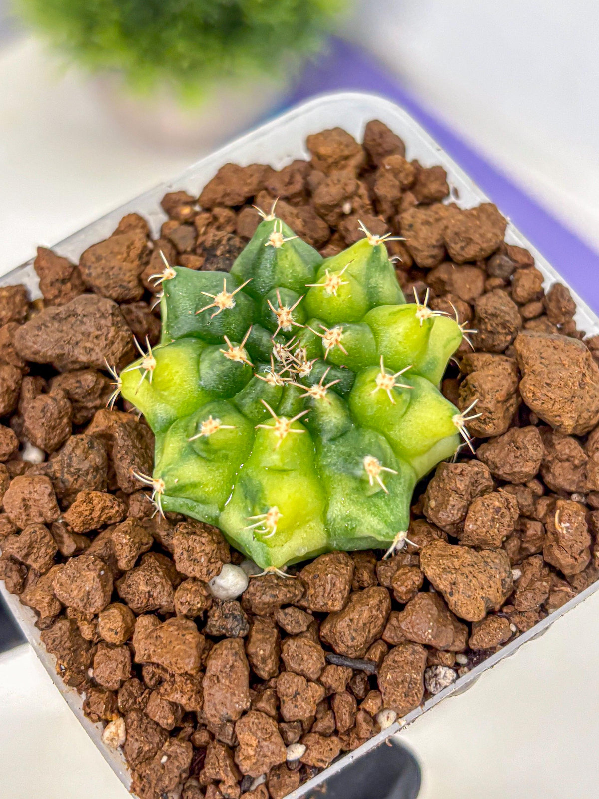 Gymnocalycium Two Tone (gy22) (16) | Hybrid Plants
