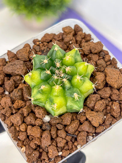 Gymnocalycium Two Tone (gy22) (16) | Hybrid Plants