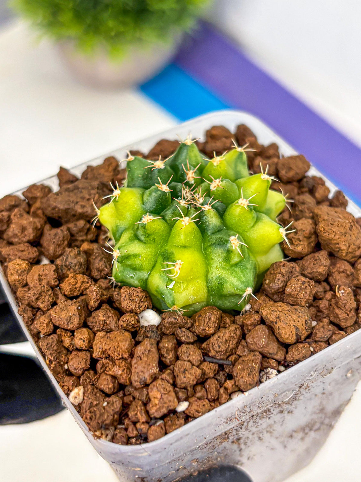 Gymnocalycium Two Tone (gy22) (16) | Hybrid Plants