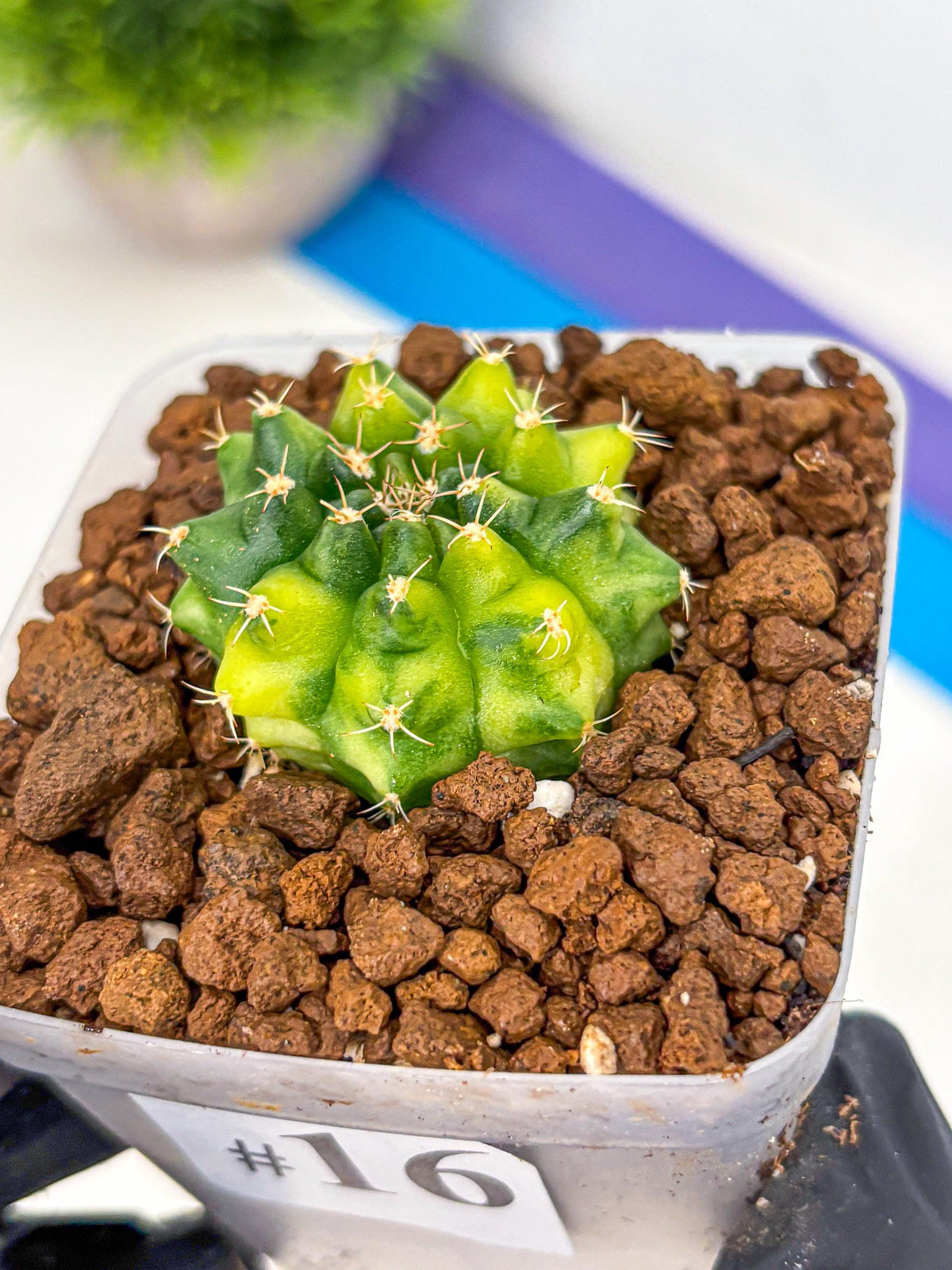Gymnocalycium Two Tone (gy22) (16) | Hybrid Plants