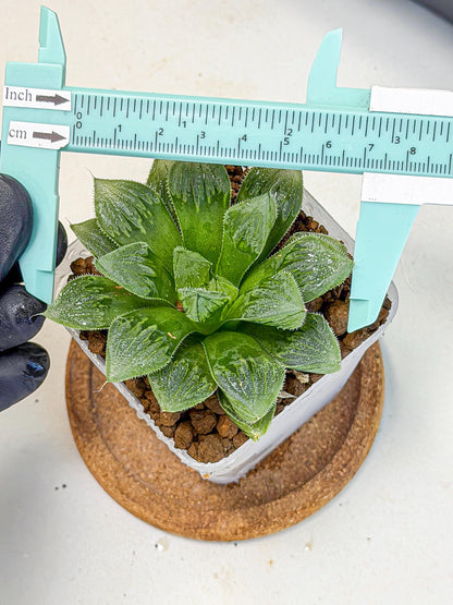 Haworthia Obtusa x Wimii (wa9) (5) | Rare Desert plant
