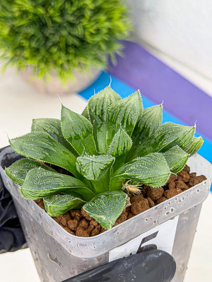 Haworthia Obtusa x Wimii (wa9) (5) | Rare Desert plant