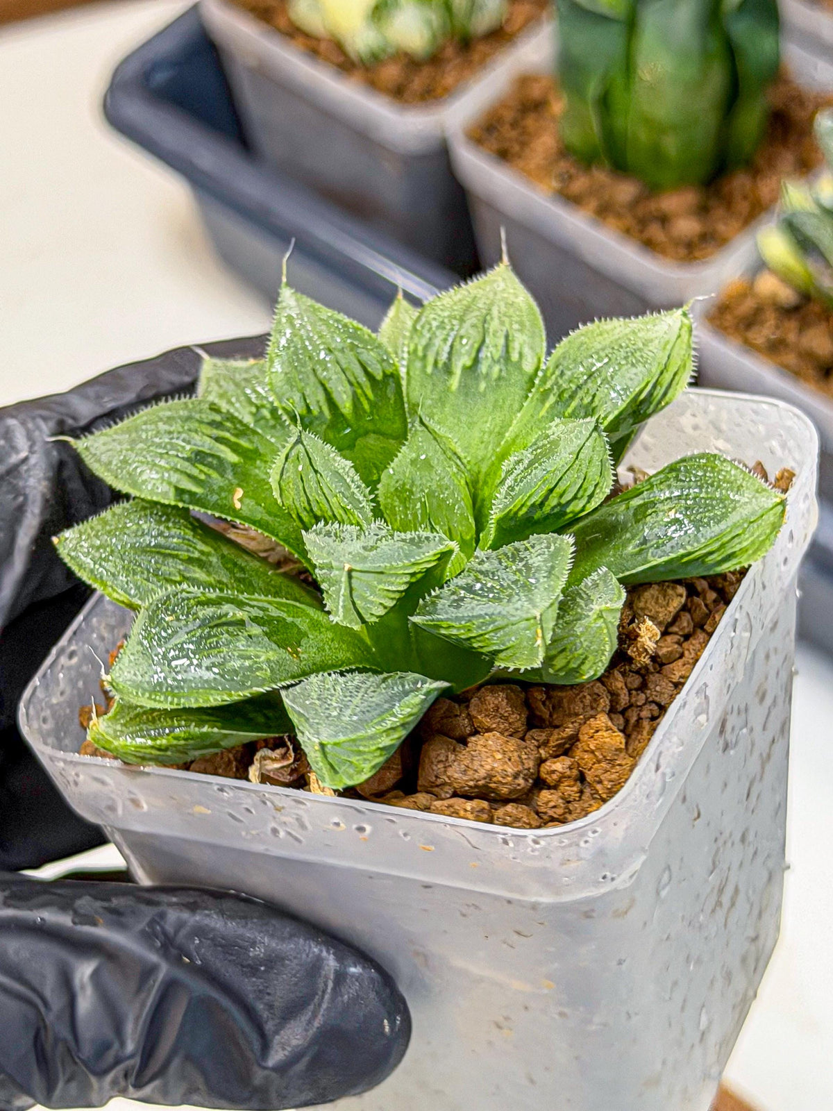 Haworthia Obtusa x Wimii (wa9) (5) | Rare Desert plant
